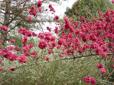 Prunus Persica - هلو
